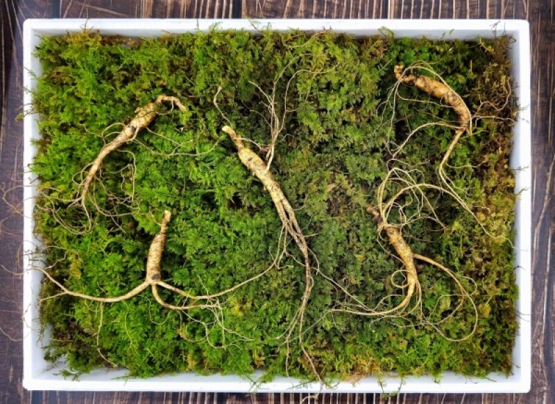 강원더몰,삼선생 프리미엄 산양산삼 6-7년근 5뿌리