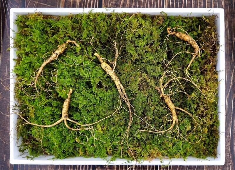 강원더몰,삼선생 프리미엄 산양산삼 6-7년근 10뿌리