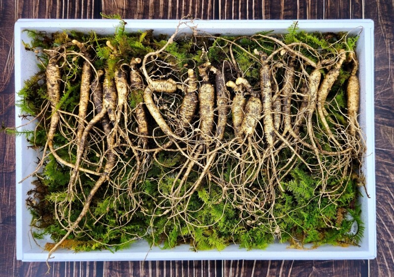 원주몰,삼선생 프리미엄 산양산삼 6-7년근 100g