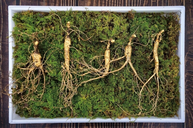 원주몰,삼선생 프리미엄 산양산삼 10년근 3뿌리